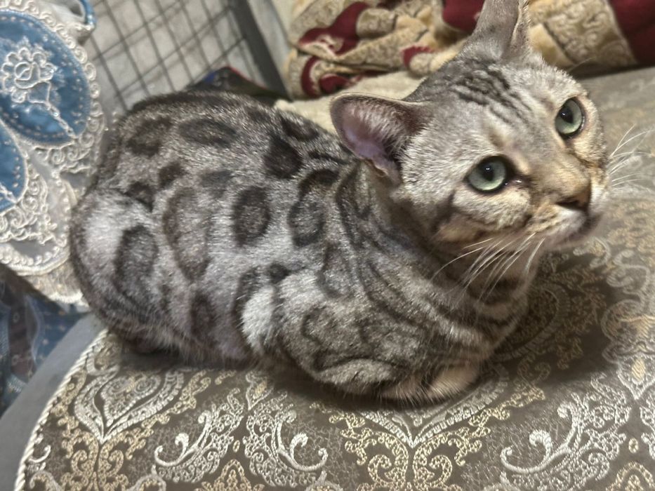 Продам кошку Бенгалка