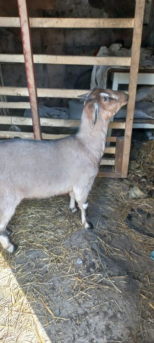 Продам козочку пародистую