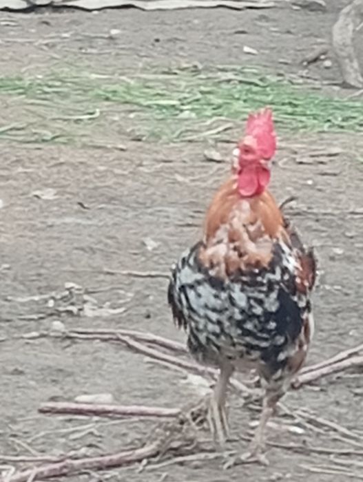 Vand cocosi si americane(pitici)