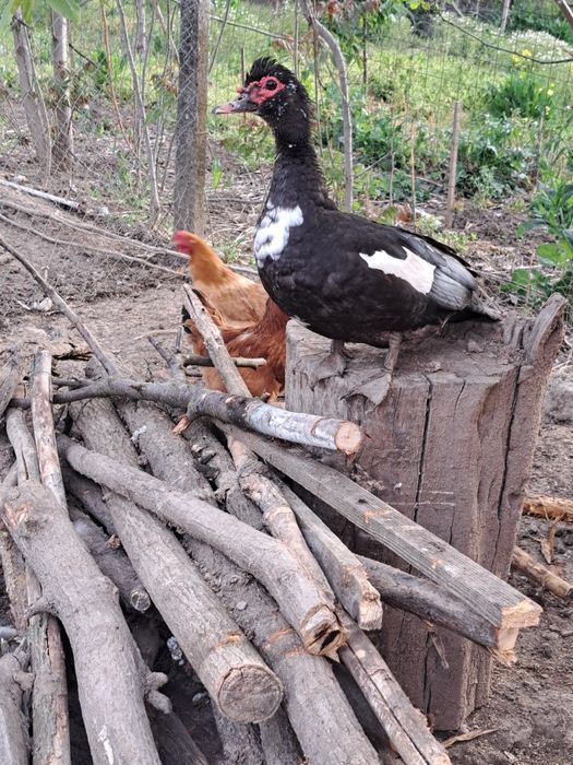 Vând 3 rațe leșești și 2 rațe albe
