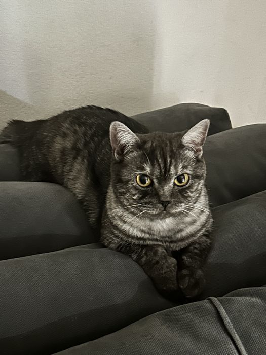 Отдам пародистую кошку