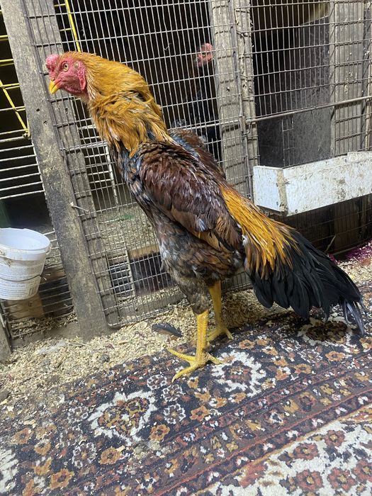 Продам о шамо  наталия