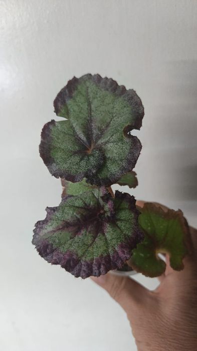 Каталог бегоний Петропавловск