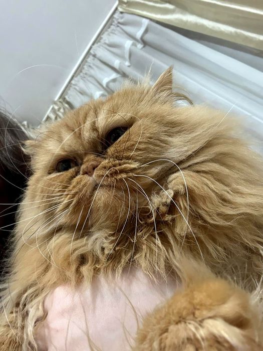 Персийски котарак