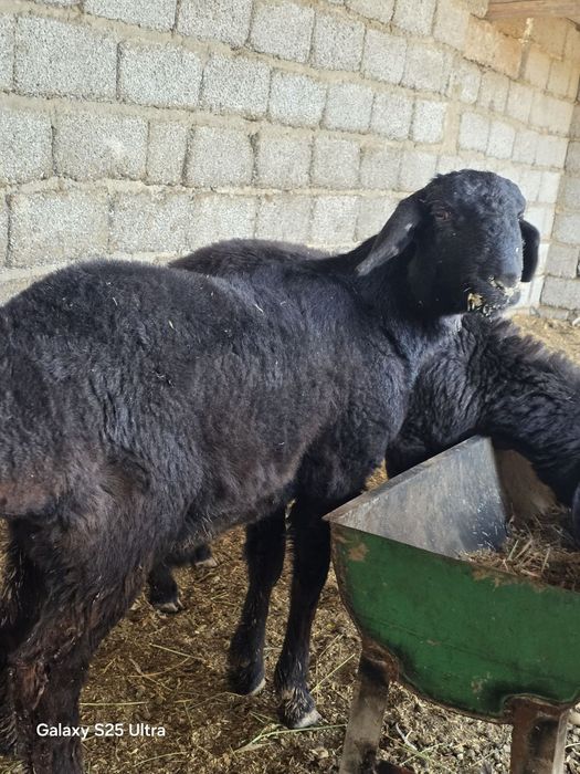 Quzi quchqorlar sotiladi