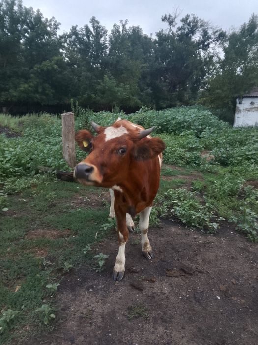 продам 2 быка, и одну телку
