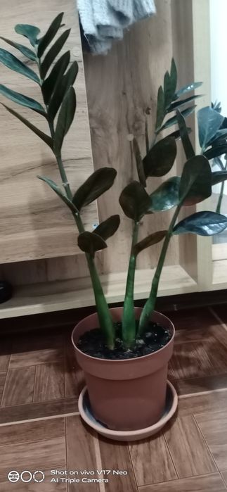 Продам Замиакулькас