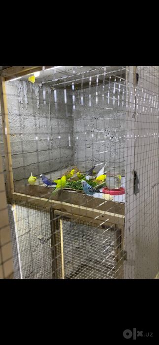 волнисти попугайлар сотилади