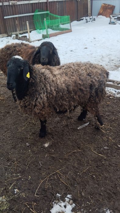 Продам кошкар и барануху.