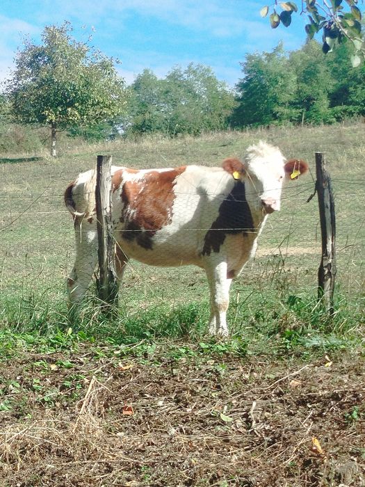 vând vițea de un an și 7 luni