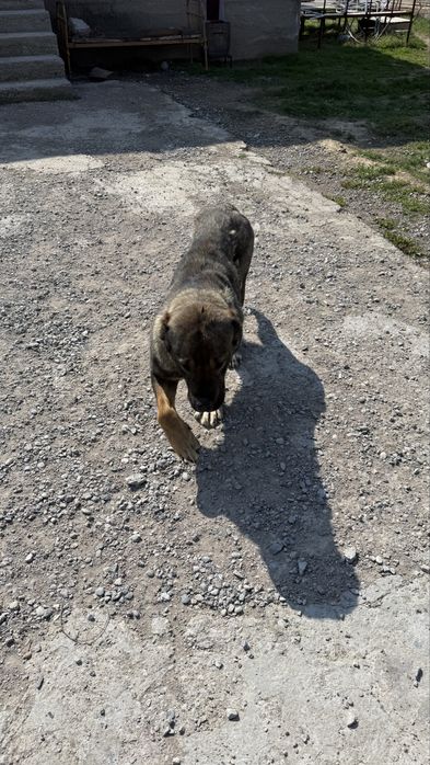 Собака девочка кровь чемпион НАГА