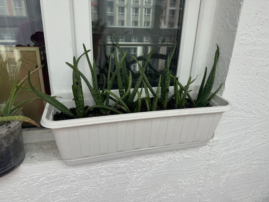 Алое лечебный