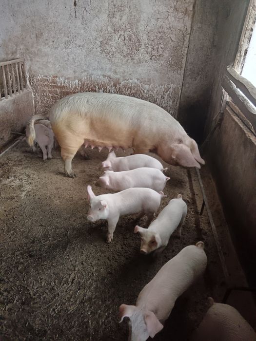 Продавам малки прасета