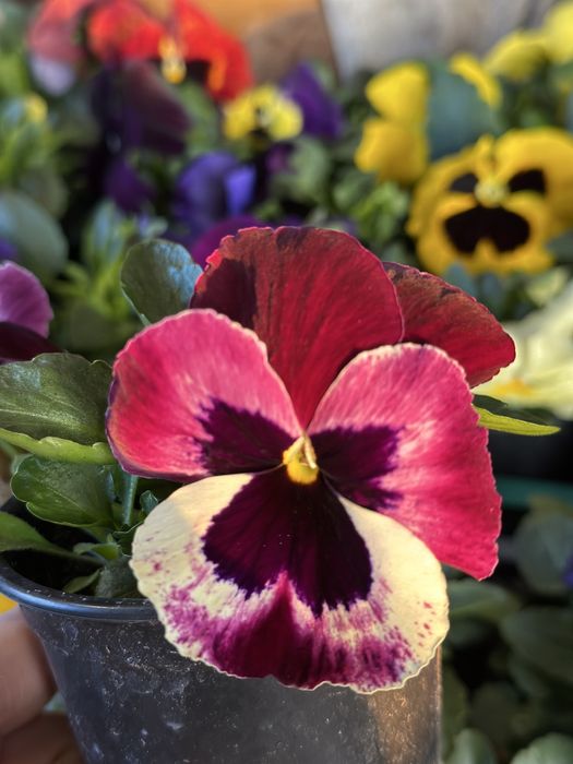 Зюмбюли и теменужки за 8-ми март