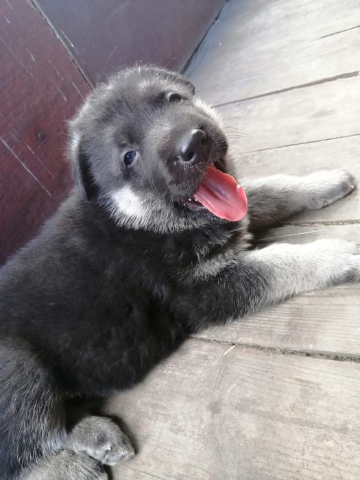 Восточно-европейская овчарка