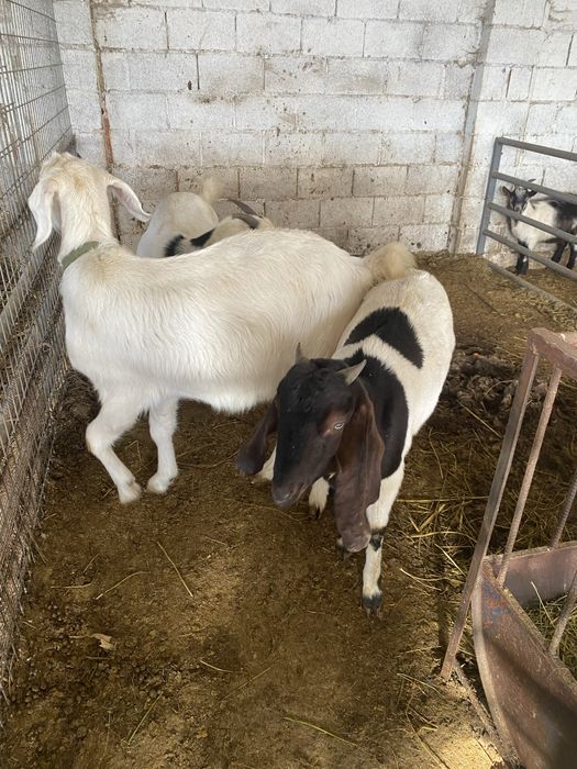 Продам коз молочный