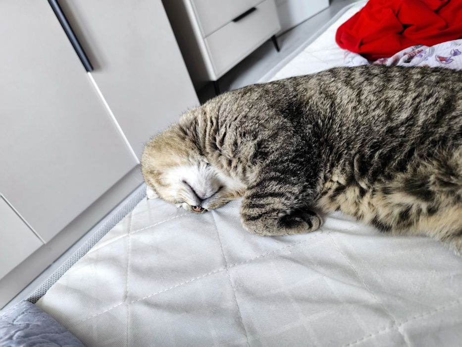 Отдам кота в добрые руки