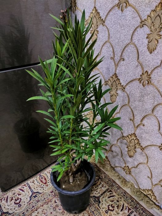 Комнатные растения. Доставка.