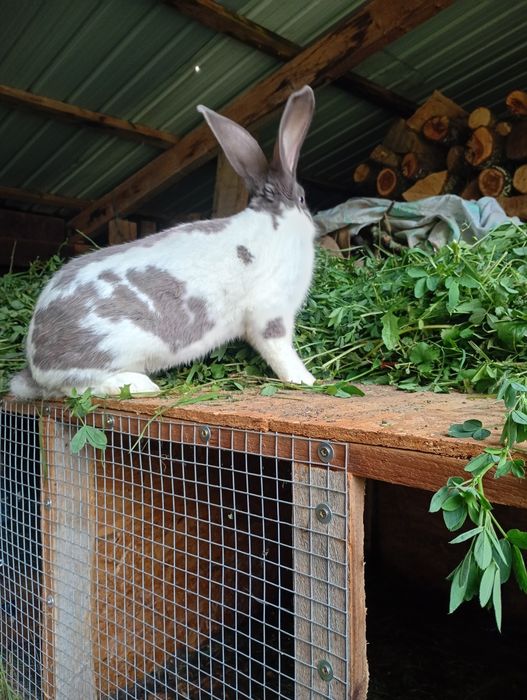De vânzare iepuri uriaș german
