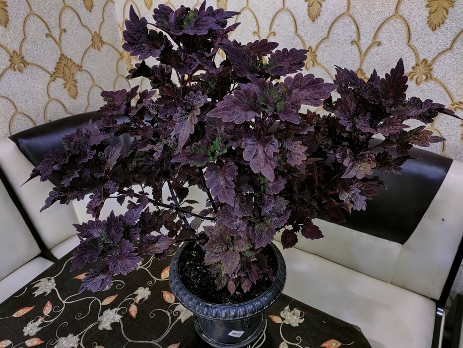 Колеусы, доставка.