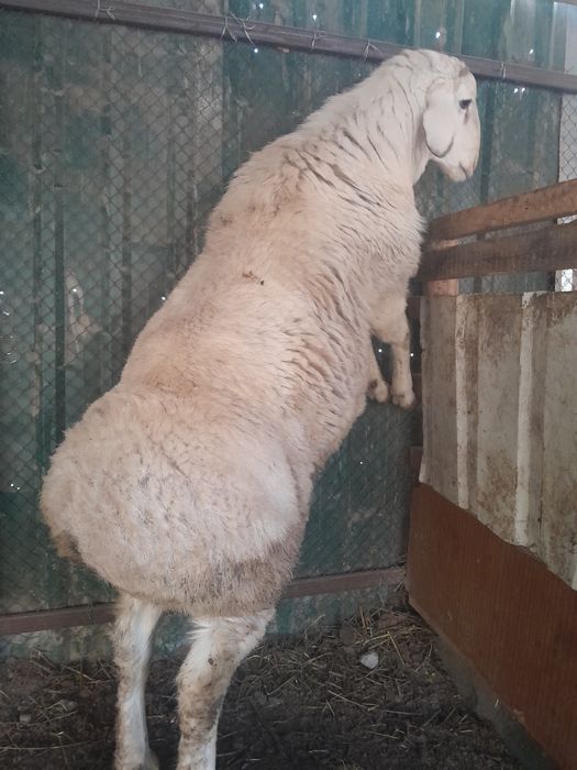 Qo'chqorlar sotiladi