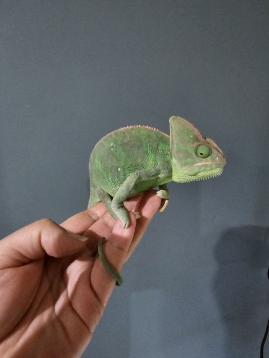 Хамелеон йеменский  самка продам