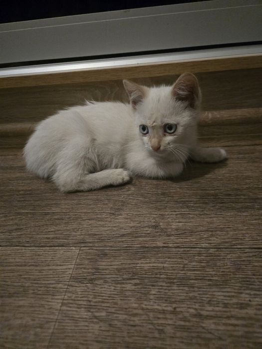 Отдаются милые котята в добрые руки