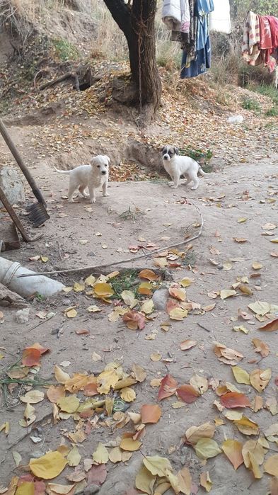 Щенята звоночки,ищют дом