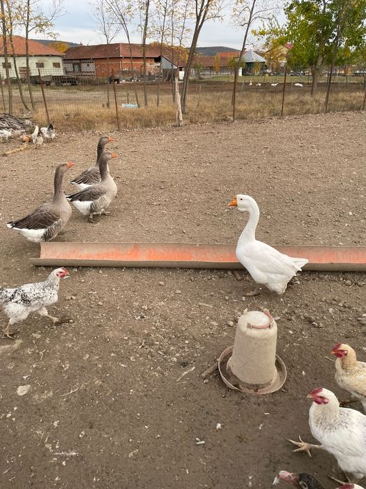 De vânzare gâște