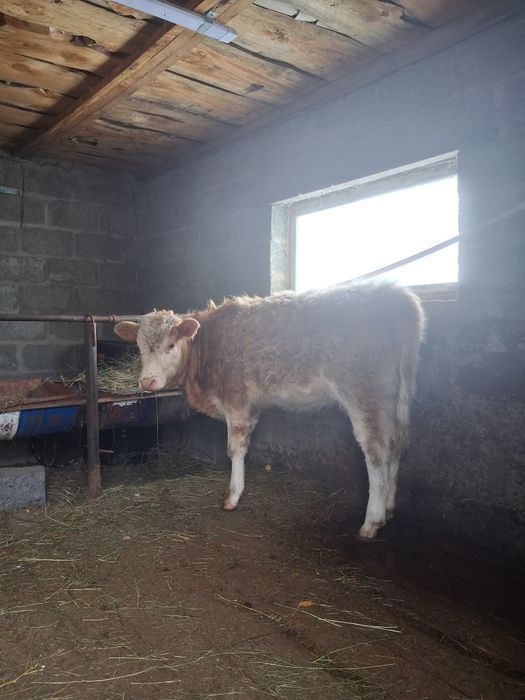 Продам телёнка подсос