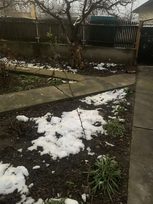 Lămâi trifoliat - Poncirus Trifoliata