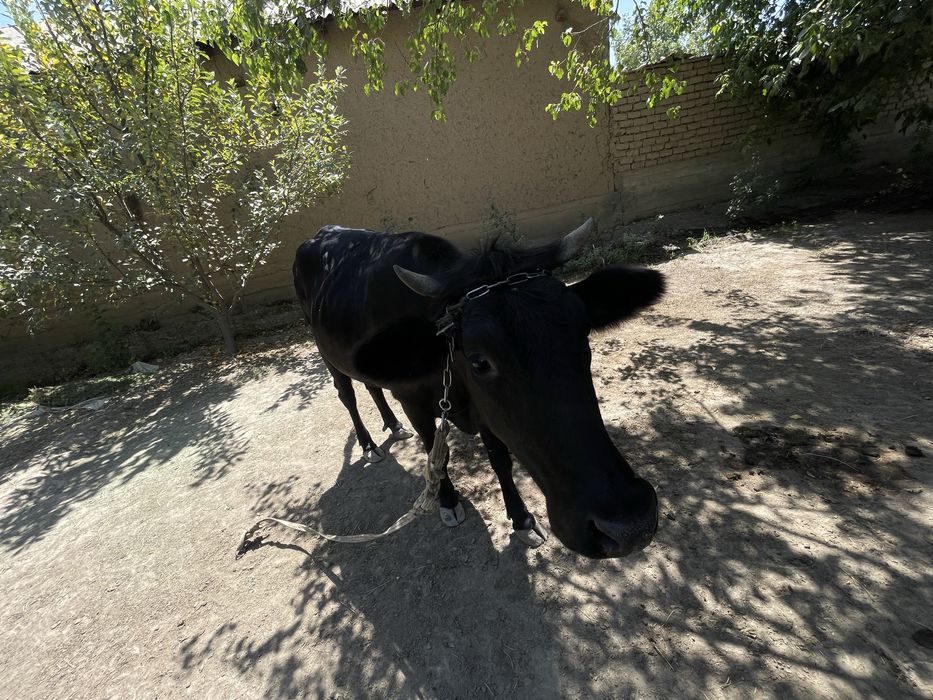 Qora tana sotiladi