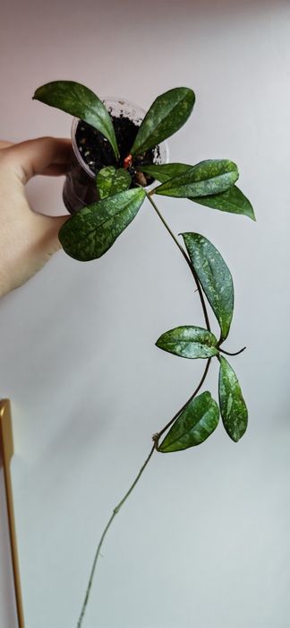 Продам Хойи разных сортов