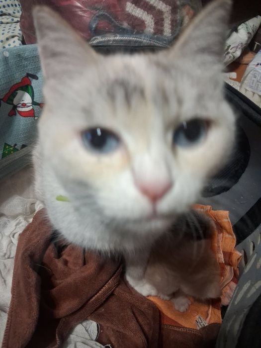 Отдам кота 2года, двух кошек по 5 лет