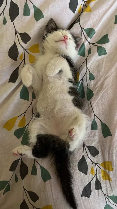 Катёнок 2 месяца