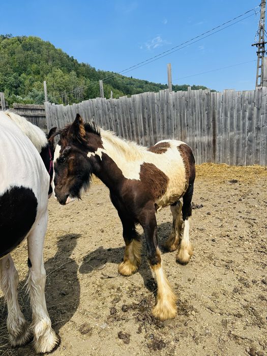 Vand mânz Gypsy Vanner
