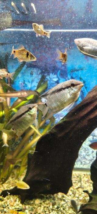 Мезонаута( Фестивум)