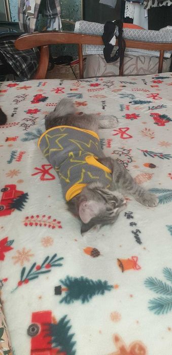 Отдаем Белочку, красоткк кошечку