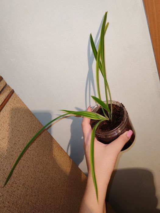 Родом Хлорофи́тум