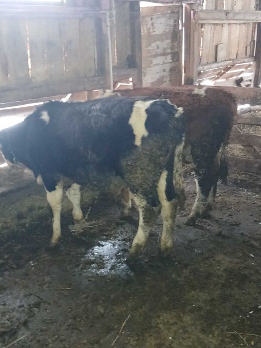 De vânzare doi tauri