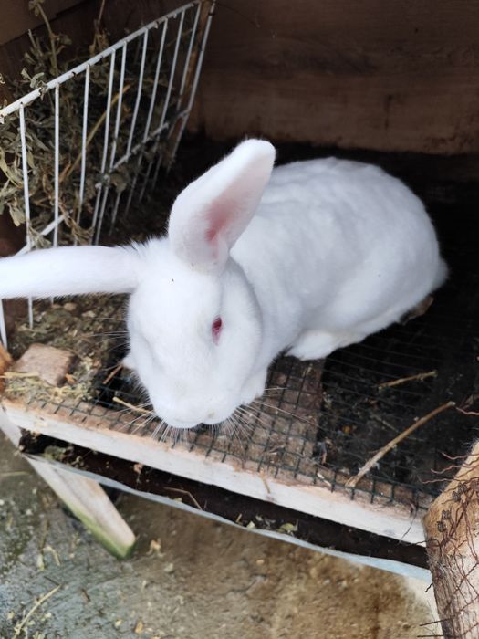 Vind iepuri frumoși