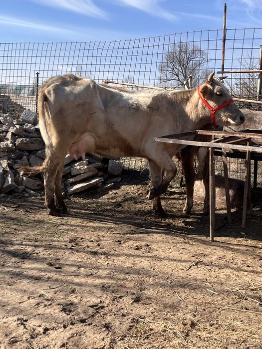 Сауынды сиыр сатылады баласы еркек