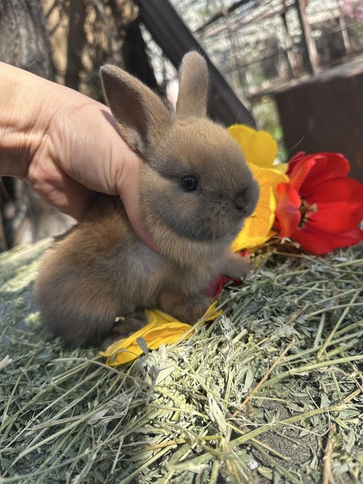 Кролики декоративные карликовые