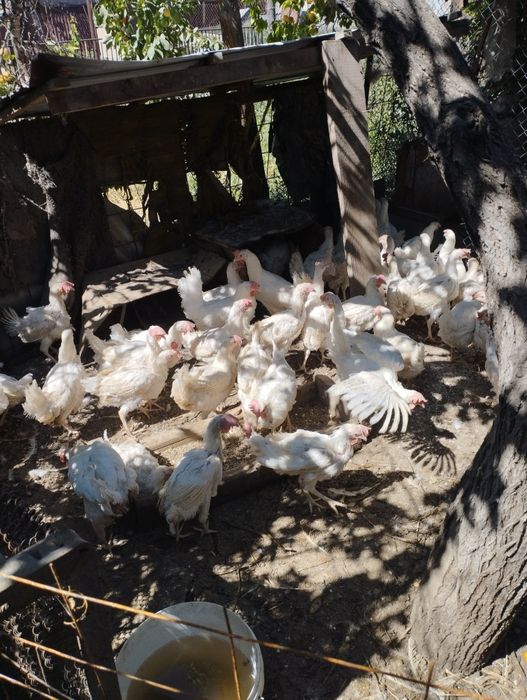 Продам кур несушек