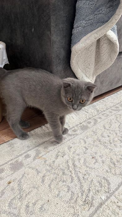 Продам котенка. 3 месяца