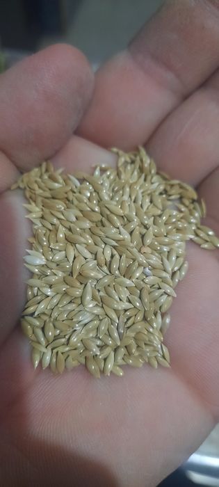 Канарейка 15.000тг