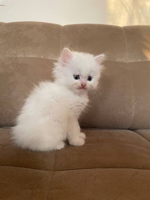 Продаються котятя турецкой ангоры