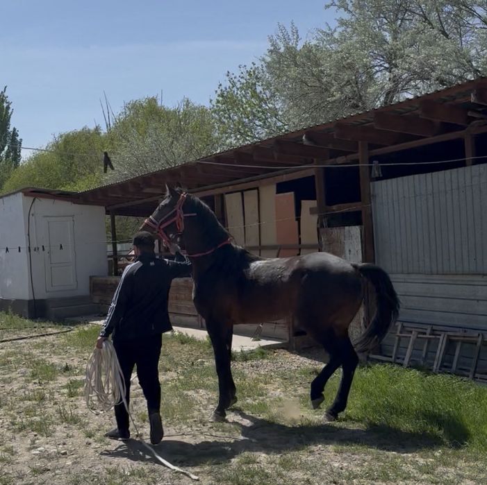 Аигыр 7. Жасар. Сатам