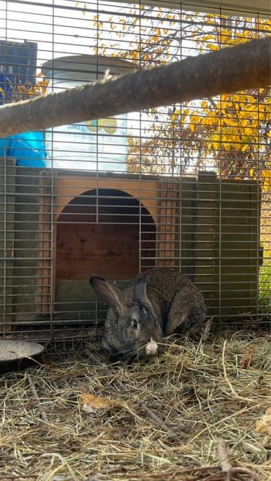 Продам кролика 10 месяцев