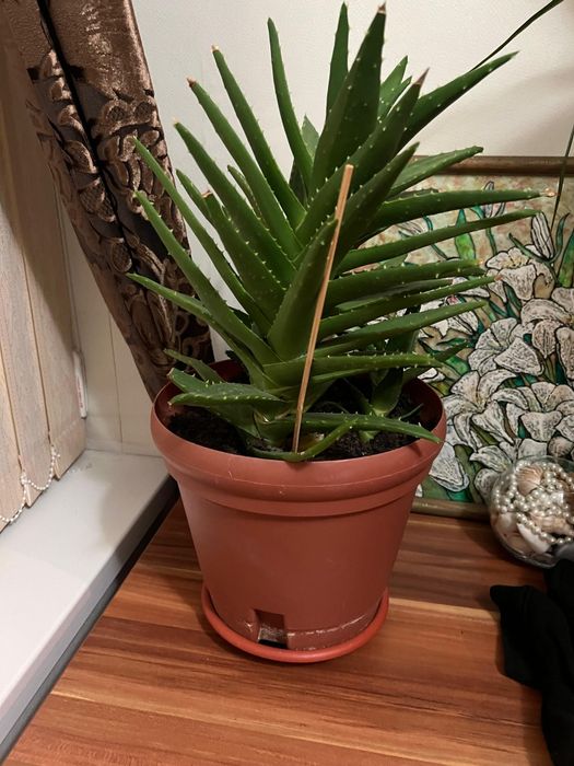 Алое гүлі, цветы алое